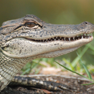 A up close photo of an alligators face