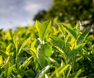 A garden of tea leaves growing