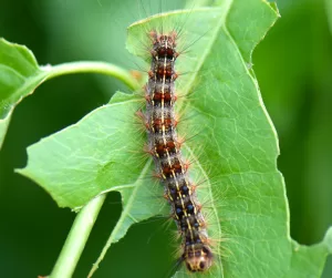 An up close image of a spongy moth