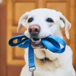 A dog holding a blue leash in its mouth