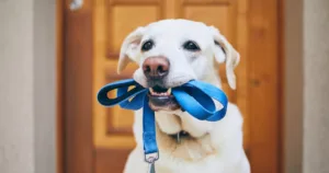 A dog holding a blue leash in its mouth