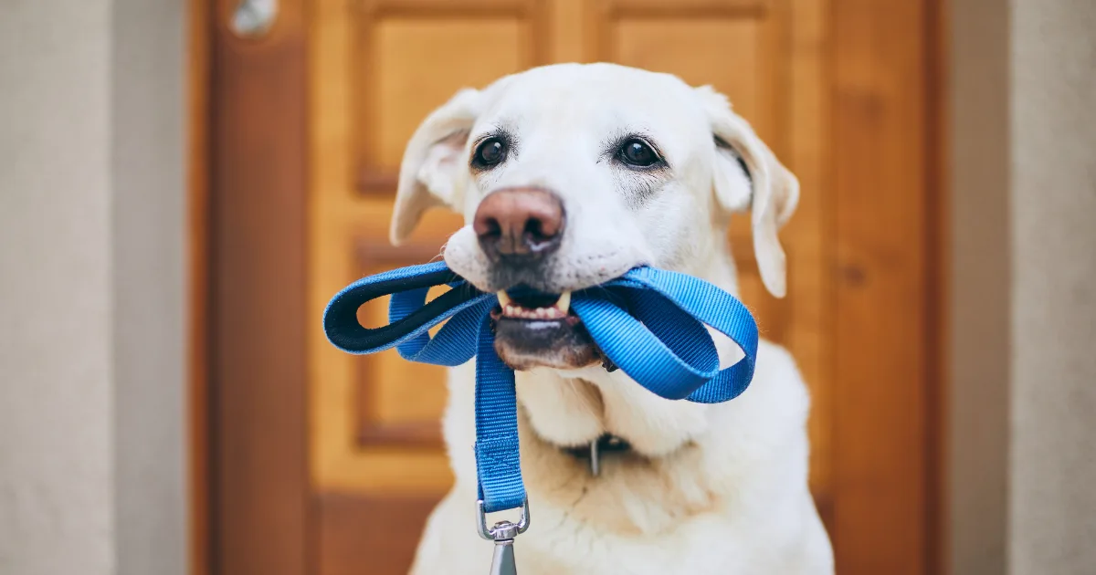 A dog holding a blue leash in its mouth