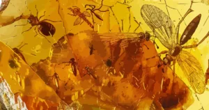 Insects in amber resin