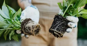 A person holding two plants