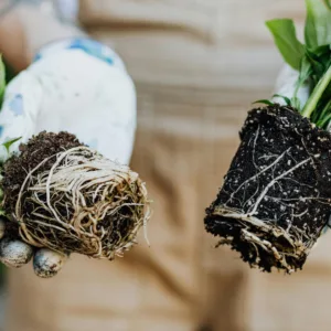 a person holding two plants